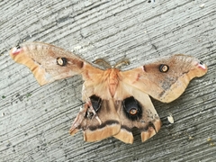 Antheraea oculea