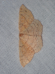 Cyclophora dataria