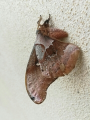 Antheraea oculea