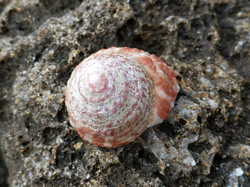 Trochus stellatus