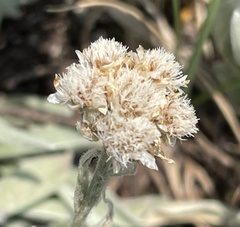 Antennaria lanata