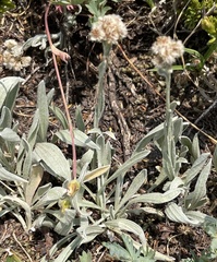 Antennaria lanata