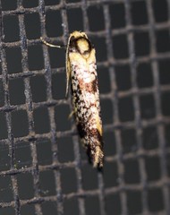 Monopis chrysogramma