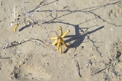 Prosopis strombulifera