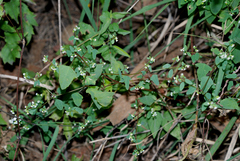 Euphorbia delicatula