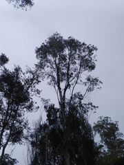 Eucalyptus nitida