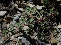 Lomatium martindalei