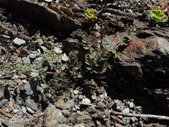 Lomatium martindalei
