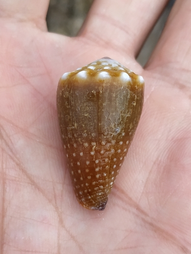 Blood-stained Cone
