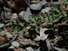 Lomatium martindalei