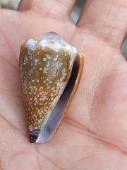 Conus sanguinolentus