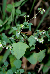 Euphorbia delicatula