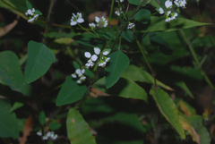 Euphorbia delicatula