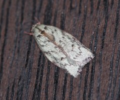 Euchaetis