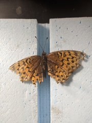 Speyeria cybele pseudocarpenteri