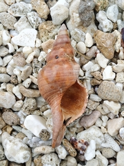 Filifusus filamentosus