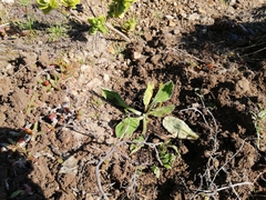 Craspedia uniflora maritima