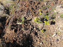 Craspedia uniflora maritima
