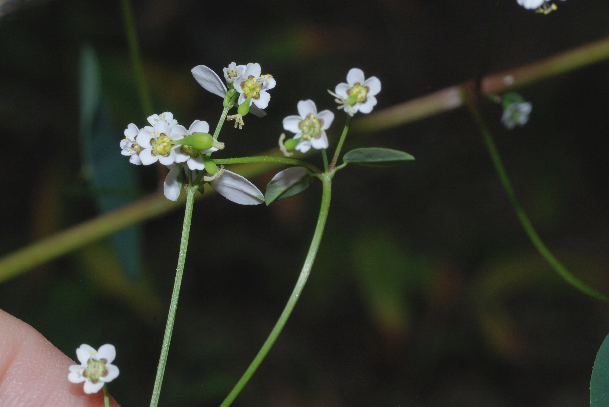 Euphorbia delicatula