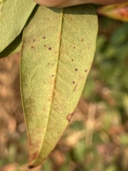 Pseudocercospora nandinae
