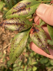 Pseudocercospora nandinae