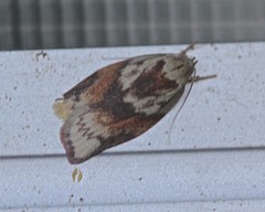 Euchaetis crypsichroa