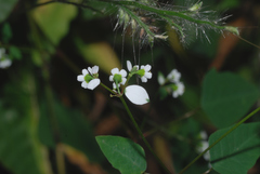 Euphorbia delicatula