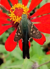 Urbanus proteus proteus
