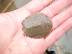 Apalone spinifera spinifera