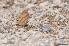 Euptychia fetna