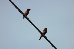 Lonchura atricapilla