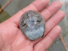 Apalone spinifera spinifera