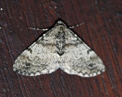 Syneora adelphodes