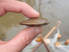 Apalone spinifera spinifera