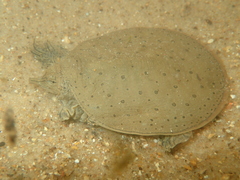 Apalone spinifera spinifera