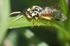 Pamphiliidae