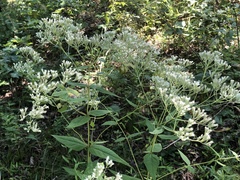 Eupatorium godfreyanum