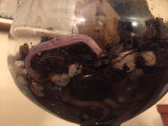 Rena humilis humilis