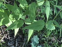 Eupatorium godfreyanum