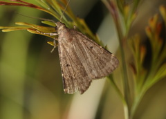 Diplopseustis perieresalis