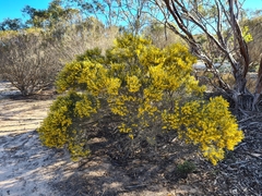 Acacia rigens