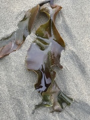 Laminaria sinclairii