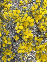 Acacia rigens