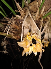 Stanhopea annulata