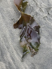 Laminaria sinclairii