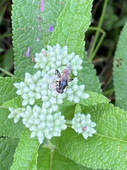 Tropidia