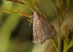 Diplopseustis perieresalis