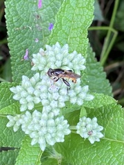 Tropidia