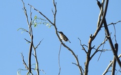 Rhabdornis mystacalis