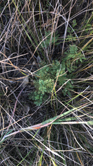 Sanguisorbinae